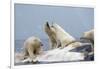 Polar Bear Fighting over Dead Fin Whale-Paul Souders-Framed Photographic Print