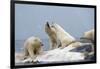 Polar Bear Fighting over Dead Fin Whale-Paul Souders-Framed Photographic Print