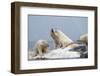 Polar Bear Fighting over Dead Fin Whale-Paul Souders-Framed Photographic Print