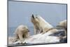 Polar Bear Fighting over Dead Fin Whale-Paul Souders-Mounted Photographic Print