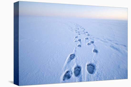 Polar Bear Footprints in the Snow, Bernard Spit, ANWR, Alaska, USA-Steve Kazlowski-Stretched Canvas