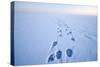 Polar Bear Footprints in the Snow, Bernard Spit, ANWR, Alaska, USA-Steve Kazlowski-Stretched Canvas