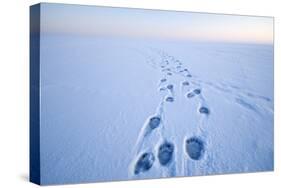 Polar Bear Footprints in the Snow, Bernard Spit, ANWR, Alaska, USA-Steve Kazlowski-Stretched Canvas