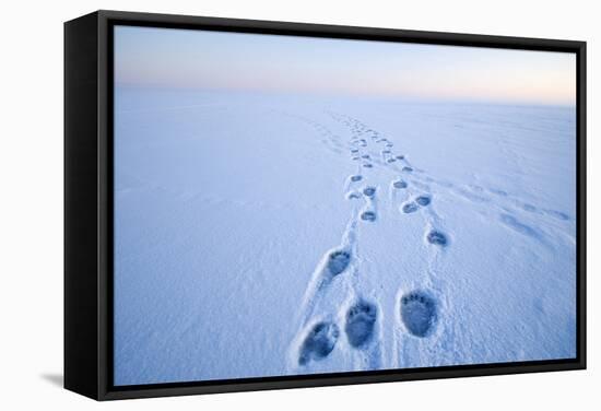 Polar Bear Footprints in the Snow, Bernard Spit, ANWR, Alaska, USA-Steve Kazlowski-Framed Stretched Canvas