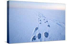 Polar Bear Footprints in the Snow, Bernard Spit, ANWR, Alaska, USA-Steve Kazlowski-Stretched Canvas