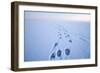 Polar Bear Footprints in the Snow, Bernard Spit, ANWR, Alaska, USA-Steve Kazlowski-Framed Photographic Print