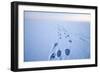 Polar Bear Footprints in the Snow, Bernard Spit, ANWR, Alaska, USA-Steve Kazlowski-Framed Photographic Print