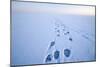 Polar Bear Footprints in the Snow, Bernard Spit, ANWR, Alaska, USA-Steve Kazlowski-Mounted Photographic Print