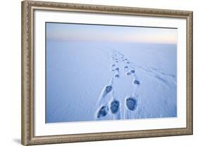 Polar Bear Footprints in the Snow, Bernard Spit, ANWR, Alaska, USA-Steve Kazlowski-Framed Photographic Print