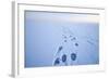 Polar Bear Footprints in the Snow, Bernard Spit, ANWR, Alaska, USA-Steve Kazlowski-Framed Photographic Print