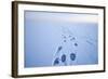 Polar Bear Footprints in the Snow, Bernard Spit, ANWR, Alaska, USA-Steve Kazlowski-Framed Photographic Print