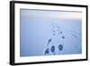 Polar Bear Footprints in the Snow, Bernard Spit, ANWR, Alaska, USA-Steve Kazlowski-Framed Photographic Print