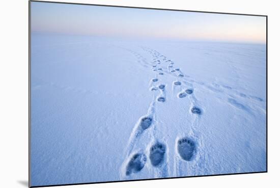 Polar Bear Footprints in the Snow, Bernard Spit, ANWR, Alaska, USA-Steve Kazlowski-Mounted Photographic Print