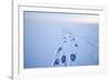 Polar Bear Footprints in the Snow, Bernard Spit, ANWR, Alaska, USA-Steve Kazlowski-Framed Photographic Print