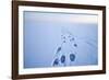 Polar Bear Footprints in the Snow, Bernard Spit, ANWR, Alaska, USA-Steve Kazlowski-Framed Photographic Print