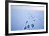 Polar Bear Footprints in the Snow, Bernard Spit, ANWR, Alaska, USA-Steve Kazlowski-Framed Photographic Print