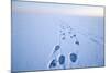 Polar Bear Footprints in the Snow, Bernard Spit, ANWR, Alaska, USA-Steve Kazlowski-Mounted Photographic Print