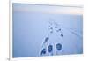 Polar Bear Footprints in the Snow, Bernard Spit, ANWR, Alaska, USA-Steve Kazlowski-Framed Photographic Print