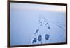 Polar Bear Footprints in the Snow, Bernard Spit, ANWR, Alaska, USA-Steve Kazlowski-Framed Photographic Print