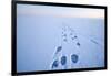 Polar Bear Footprints in the Snow, Bernard Spit, ANWR, Alaska, USA-Steve Kazlowski-Framed Photographic Print