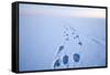 Polar Bear Footprints in the Snow, Bernard Spit, ANWR, Alaska, USA-Steve Kazlowski-Framed Stretched Canvas