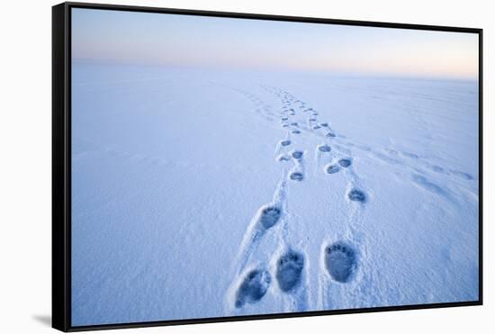 Polar Bear Footprints in the Snow, Bernard Spit, ANWR, Alaska, USA-Steve Kazlowski-Framed Stretched Canvas