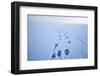 Polar Bear Footprints in the Snow, Bernard Spit, ANWR, Alaska, USA-Steve Kazlowski-Framed Photographic Print