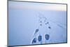 Polar Bear Footprints in the Snow, Bernard Spit, ANWR, Alaska, USA-Steve Kazlowski-Mounted Photographic Print