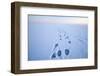 Polar Bear Footprints in the Snow, Bernard Spit, ANWR, Alaska, USA-Steve Kazlowski-Framed Premium Photographic Print