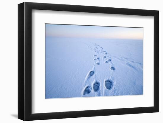 Polar Bear Footprints in the Snow, Bernard Spit, ANWR, Alaska, USA-Steve Kazlowski-Framed Premium Photographic Print