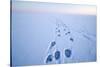 Polar Bear Footprints in the Snow, Bernard Spit, ANWR, Alaska, USA-Steve Kazlowski-Stretched Canvas