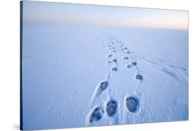 Polar Bear Footprints in the Snow, Bernard Spit, ANWR, Alaska, USA-Steve Kazlowski-Stretched Canvas