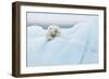 Polar Bear Grooming-Joan Gil Raga-Framed Giclee Print