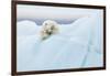 Polar Bear Grooming-Joan Gil Raga-Framed Giclee Print