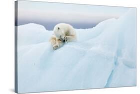 Polar Bear Grooming-Joan Gil Raga-Stretched Canvas