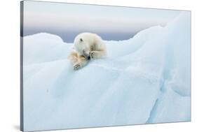 Polar Bear Grooming-Joan Gil Raga-Stretched Canvas