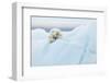 Polar Bear Grooming-Joan Gil Raga-Framed Photographic Print