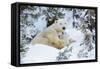 Polar Bear Huddled in Snow, with Two Cubs-null-Framed Stretched Canvas