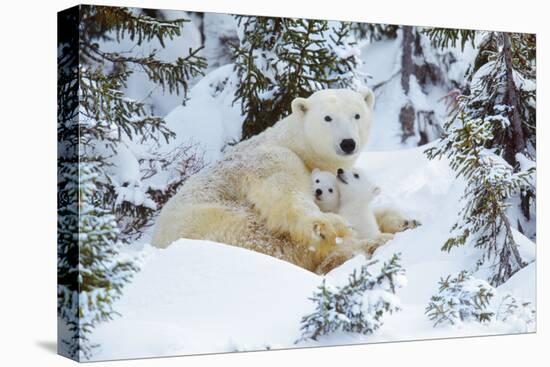 Polar Bear Huddled in Snow, with Two Cubs-null-Stretched Canvas