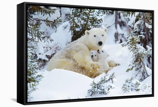 Polar Bear Huddled in Snow, with Two Cubs-null-Framed Stretched Canvas