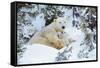 Polar Bear Huddled in Snow, with Two Cubs-null-Framed Stretched Canvas