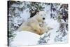 Polar Bear Huddled in Snow, with Two Cubs-null-Stretched Canvas