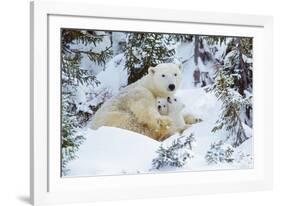 Polar Bear Huddled in Snow, with Two Cubs-null-Framed Photographic Print