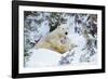 Polar Bear Huddled in Snow, with Two Cubs-null-Framed Photographic Print