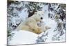 Polar Bear Huddled in Snow, with Two Cubs-null-Mounted Photographic Print
