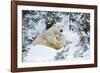 Polar Bear Huddled in Snow, with Two Cubs-null-Framed Photographic Print