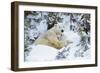 Polar Bear Huddled in Snow, with Two Cubs-null-Framed Photographic Print