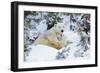 Polar Bear Huddled in Snow, with Two Cubs-null-Framed Photographic Print