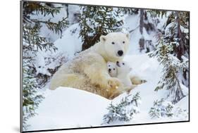 Polar Bear Huddled in Snow, with Two Cubs-null-Mounted Photographic Print