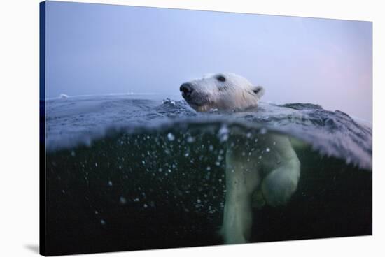 Polar Bear, Hudson Bay, Canada-null-Stretched Canvas